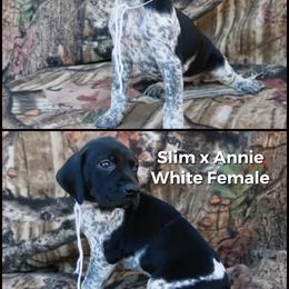German Shorthaired Pointer and Labrador Retriever Puppies from LL Gun Dogs, LLC