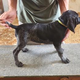 Teal Collar - Blue ticked female Bluetick Coonhound puppy in Caneville, Kentucky from Bluegrass Blueticks (BGK)