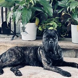 Cane Corso from Central Jersey Kennels