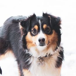 Mary - Miniature Australian Shepherd