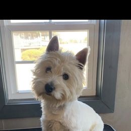 Teddy - West Highland White Terrier