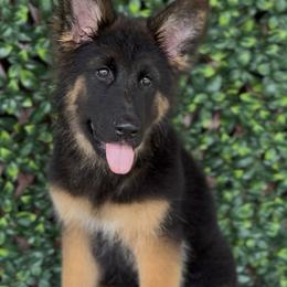 Aster - Black and red female German Shepherd puppy in Virginia from Stahlhaus ( Previously Buffelbach Farmstead Shepherds)