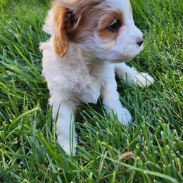 Cavapoo Puppies from Ellas.Pups