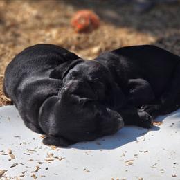 Girl 3 - Black female Labrador Retriever puppy in Lenore, Idaho from Sunny Skies Retrievers