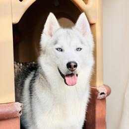 Sedona - Siberian Husky