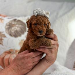Green collar girl - Red  female Goldendoodle puppy in Spokane, Washington from Dream Doodles in Spokane WA