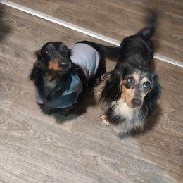 Dachshund Puppies from Misty's Dachshunds