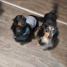 Dachshund Puppies from Misty's Dachshunds