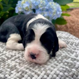 Cherry - White and black female English Springer Spaniel puppy in Swainsboro, Georgia from Sweet Georgia Springers