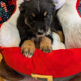 Knight - Black tri-color male Australian Shepherd puppy in Cherry Grove, Oregon from TLC Dream and Pureland Australian Shepherds