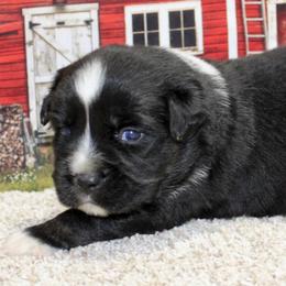 Black Tri - Black tri male Miniature Australian Shepherd puppy in Ronan, Montana from Dirt Road Aussie’s of Montana