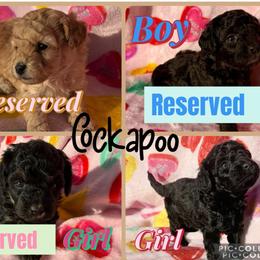 Cockapoo puppies from Clad Doodles