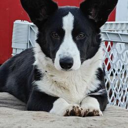 Dublin - Cardigan Welsh Corgi