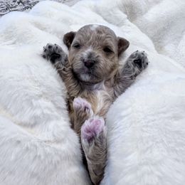 Maltipoo Puppies from Jessica's Maltipoos