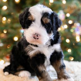 Denali - female Australian Mountain Doodle puppy in Lafayette, Missouri from Brick House Farm Doodles