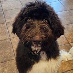 Bernedoodles and Newfypoos from Small Town Doodles & Poodles