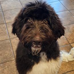 Bernedoodles and Newfypoos from Small Town Doodles & Poodles