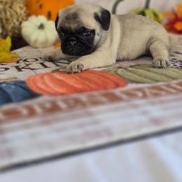 Banjo - Fawn male Pug puppy in Arthur, Illinois from Perfect Pugs