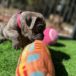 Cane Corso and Lowchen Puppies from High Royal Kennel