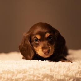 Dachshund Puppies from Liberty Acres OK