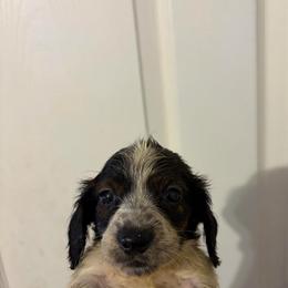 Hati - Piebald male Dachshund puppy in Conroe, Texas from R&M Dachshunds