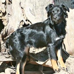 Australian Shepherd Puppies from Diamond Aussies N the Rough