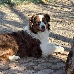 Caddie - Red tri-color female Australian Shepherd puppy in Watkins, Colorado from FoxRest Australian Shepherds