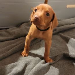 Black collar boy - Golden rust male Vizsla puppy in Springfield, Ohio from Amy's Vizslas