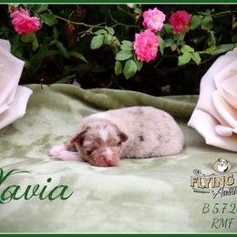 Xavia - Red merle female Miniature Australian Shepherd puppy in Madisonville, Texas from Flying LL Aussies