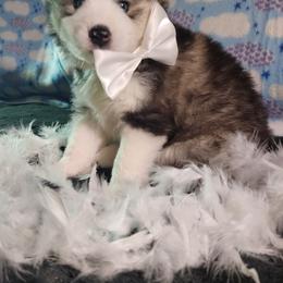 Pomsky and Siberian Husky Puppies from Whitmore Wolfpack LLC