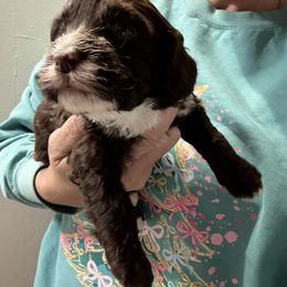 Reba - Brown and white female Bernedoodle puppy in Winfield, Alabama from Rose Lane Doodles