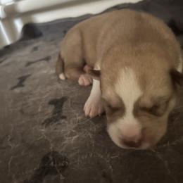 Ramza - Red and white male Siberian Husky puppy in Bangs, Texas from Final Siberians
