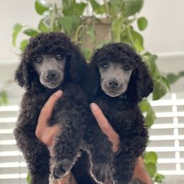 Poodle Puppies from Enjoy Life Kennels