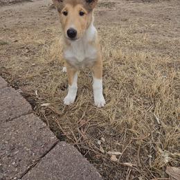 Regan - Sable and white female Collie puppy in Colorado Springs, Colorado from Briar Oaks