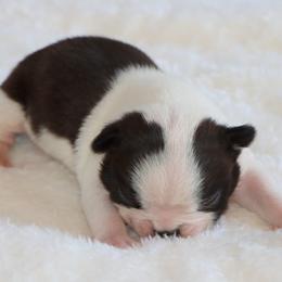 Anna - Black and white female Boston Terrier puppy in Winnsboro, Texas from JP Ranch Bulldogs