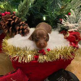 Mowgli - Chocolate and tan male Dachshund puppy in Cushing, Oklahoma from Ash's mini Dach's