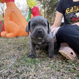 Blue collar - Gray brindle male Cane Corso puppy in Opelousas, Louisiana from Azelees Cane Corso
