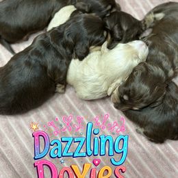 Dachshund and French Bulldog Puppies from Dazzling Frenchies and Doxies