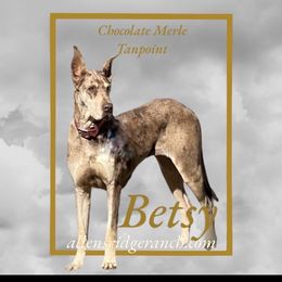 Betsy - Chocolate and white female Great Dane puppy in Greenville, South Carolina from Allen’s Ridge Ranch