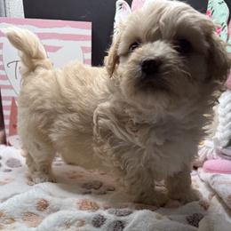 Ivy - Apricot female Maltipoo puppy in Colonial Beach, Virginia from BeachRidge Pups