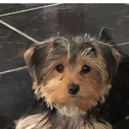 Yorkshire Terriers from Caches Canines