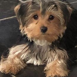 Yorkshire Terriers from Caches Canines