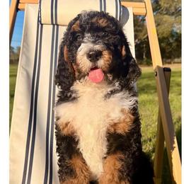 Pat - Tri-color female Bernedoodle puppy in Ocala, Florida from Prime Time Bernedoodles
