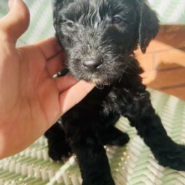 Sheepadoodle Puppies from Boujie Doo’s