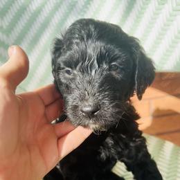 Sheepadoodle Puppies from Boujie Doo’s