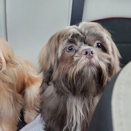 German Shepherds and Shih Tzus from The Creative Rhone Kennel