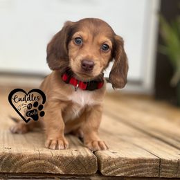 Dachshund, Pomeranian, and Poodle Puppies from Cuddles n Curls