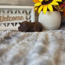 Lyric - Chocolate and tan female Dachshund puppy in Indianapolis, Indiana from Homegrown Hoosier Kennels