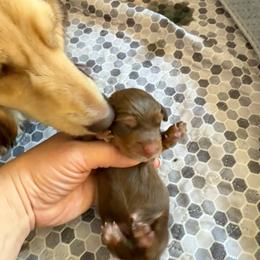 Mitch - Chocolate and tan male Dachshund puppy in Riverton, Wyoming from Wild Rose Ridge Doxies