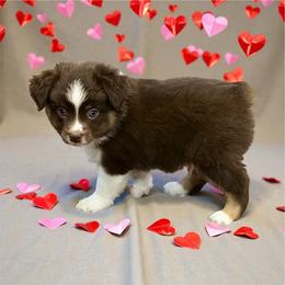 Kutey - Red tri male Toy Australian Shepherd puppy in Luling, Texas from Little Wood Toy and Mini Aussies